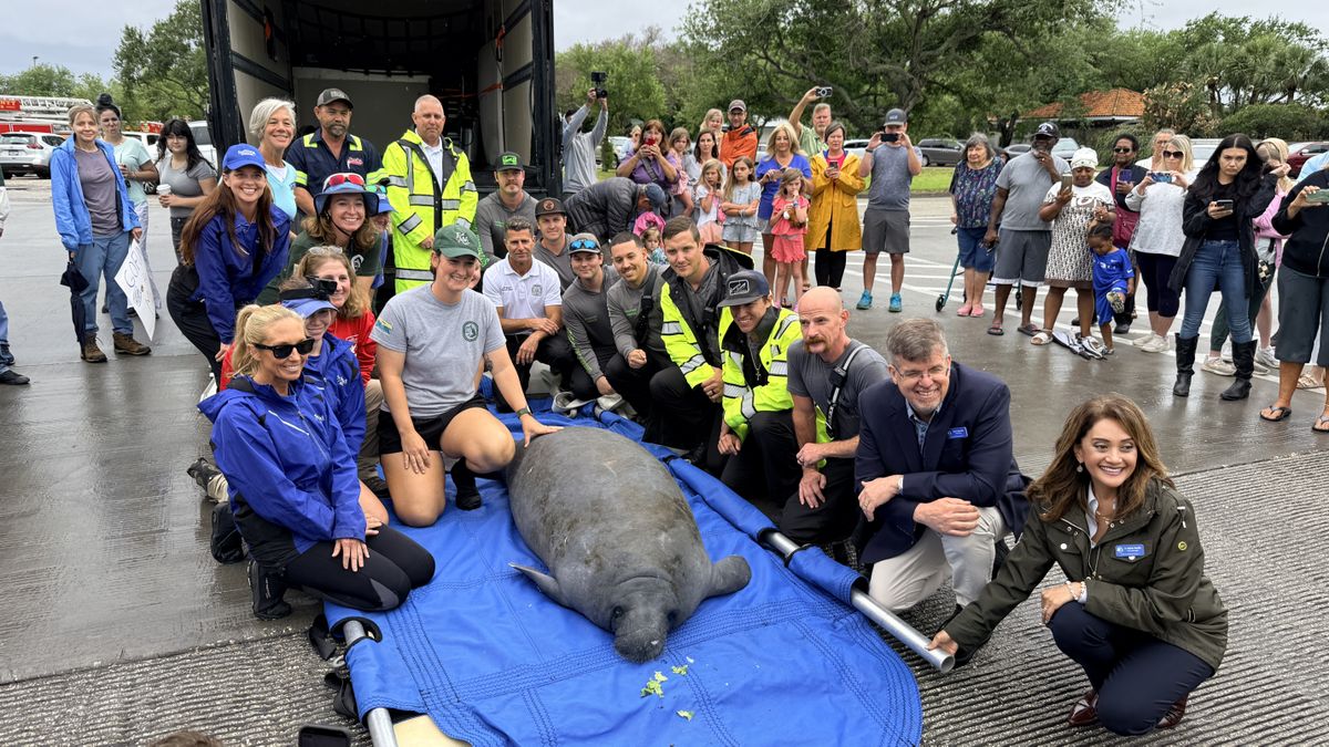 El manatí fue rescatado y está de vuelta en su hogar tras pasar por un período de rehabilitación en SeaWorld Orlando. &nbsp;