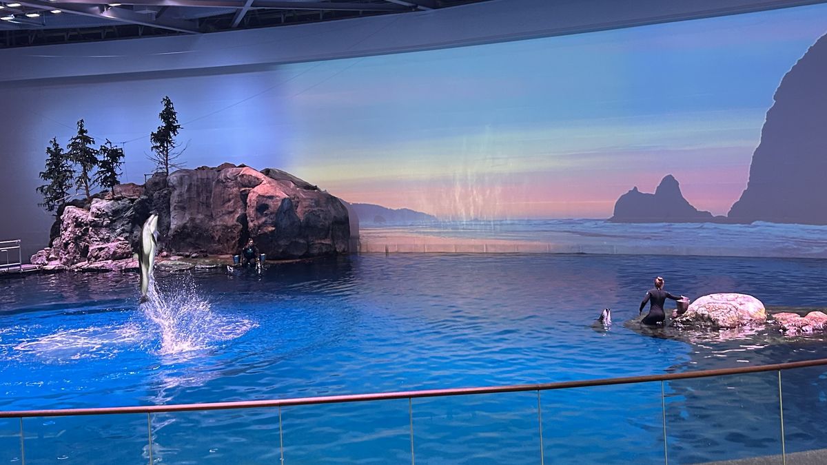 El espectáculo de los delfines en Shedd Museum.