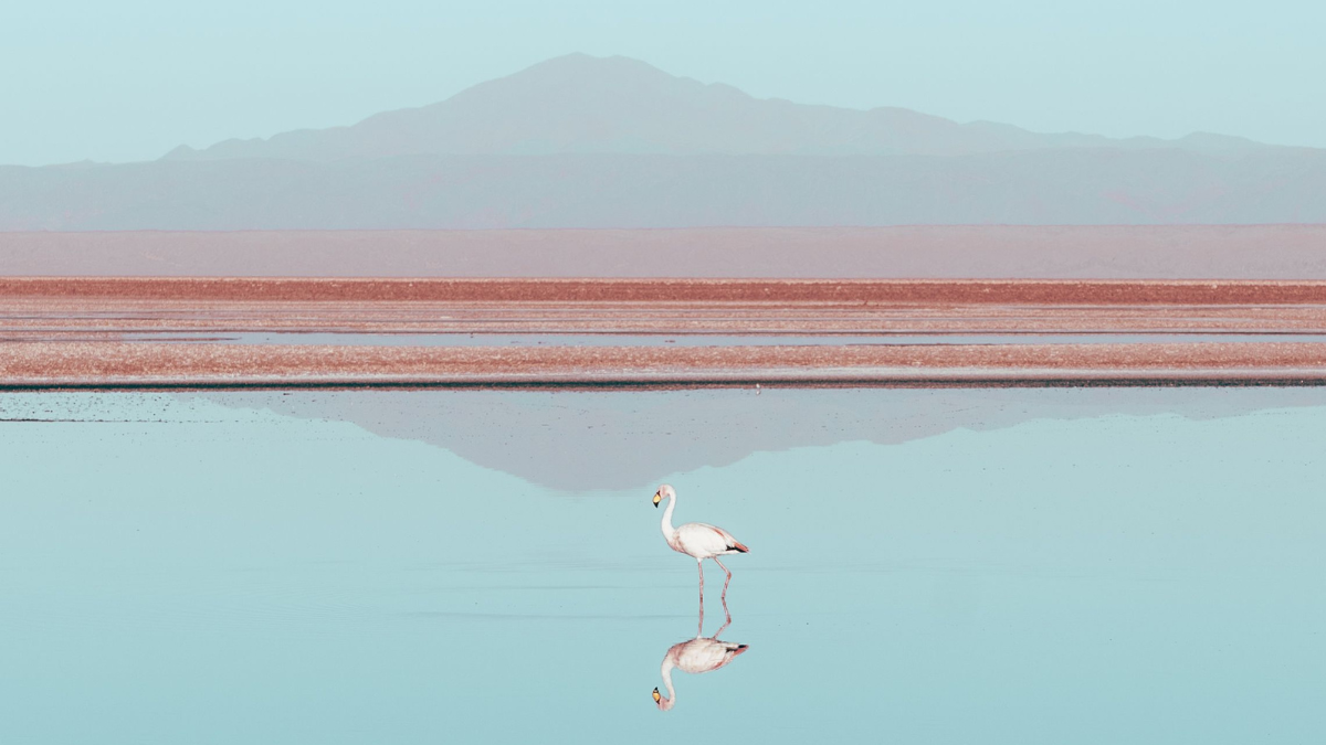 Enamórate de los paisajes y experiencias únicas del norte de Chile.