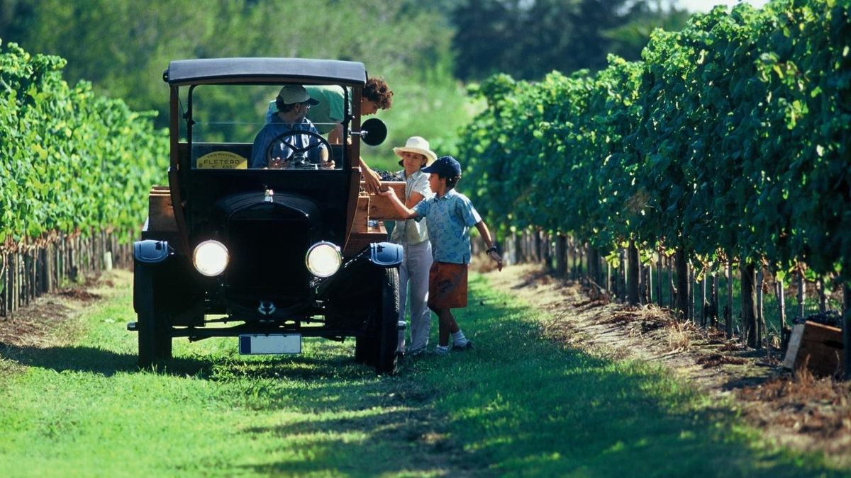 Viñedos en las cercanías de Montevideo ofrecen paisajes rurales y experiencias enoturísticas que combinan tradición, degustaciones y gastronomía en Uruguay.