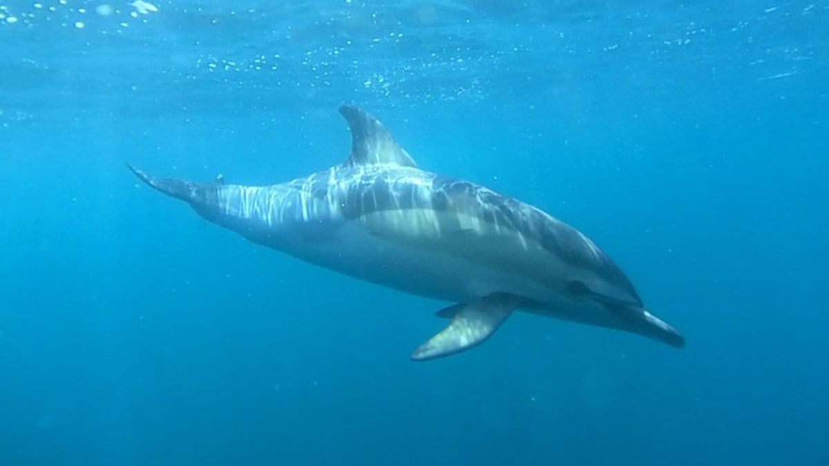Río Negro: la temporada ofrece un espectáculo que combina la majestuosidad de la Ballena Franca Austral con la energía de delfines y lobos marinos.