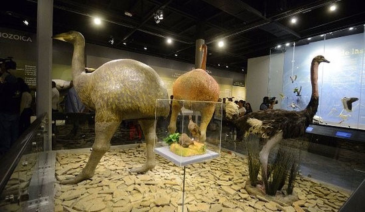 Este museo impulsa la preservación de las aves de México.