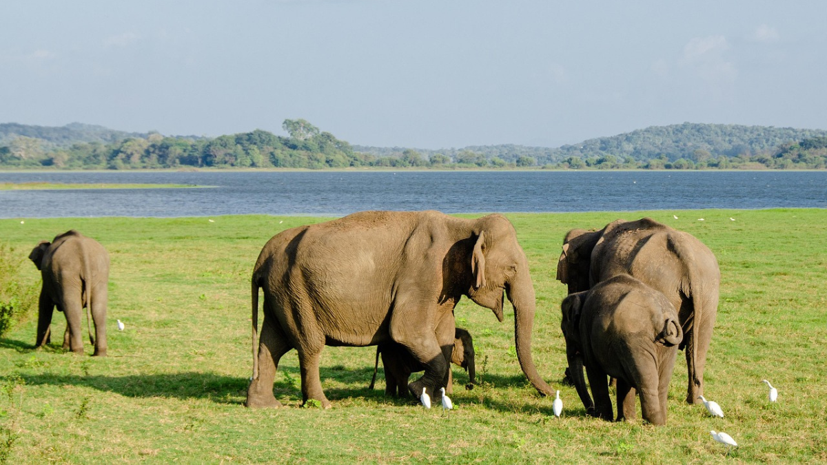 Una de las opciones favoritas del turismo emisor español en Sri Lanka son los safaris