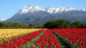 ¿Cuánto cuesta la entrada para ver los tulipanes en la Patagonia?