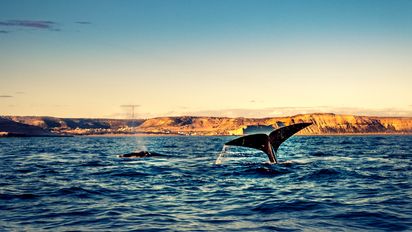 El paraíso costero de la Patagonia donde las ballenas danzan y las playas encantan