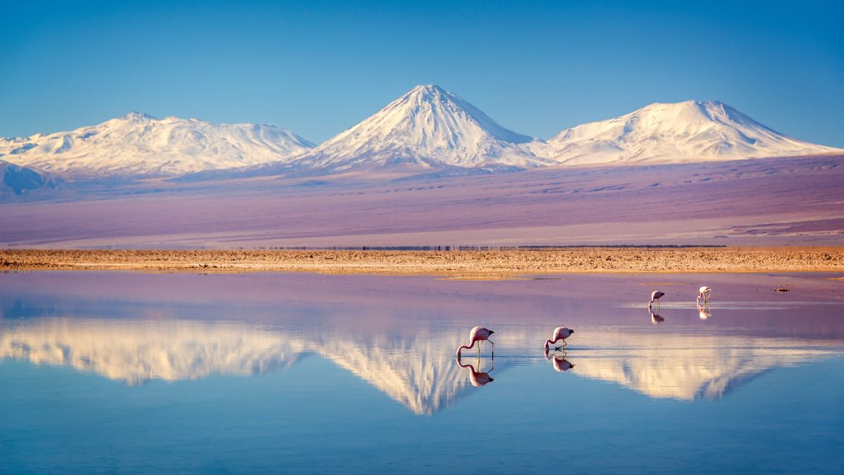 Lagunas Altiplánicas: Lagunas como Miscanti y Meñiques, están rodeadas de volcanes, con una rica fauna y flora adaptada al clima altiplánico.