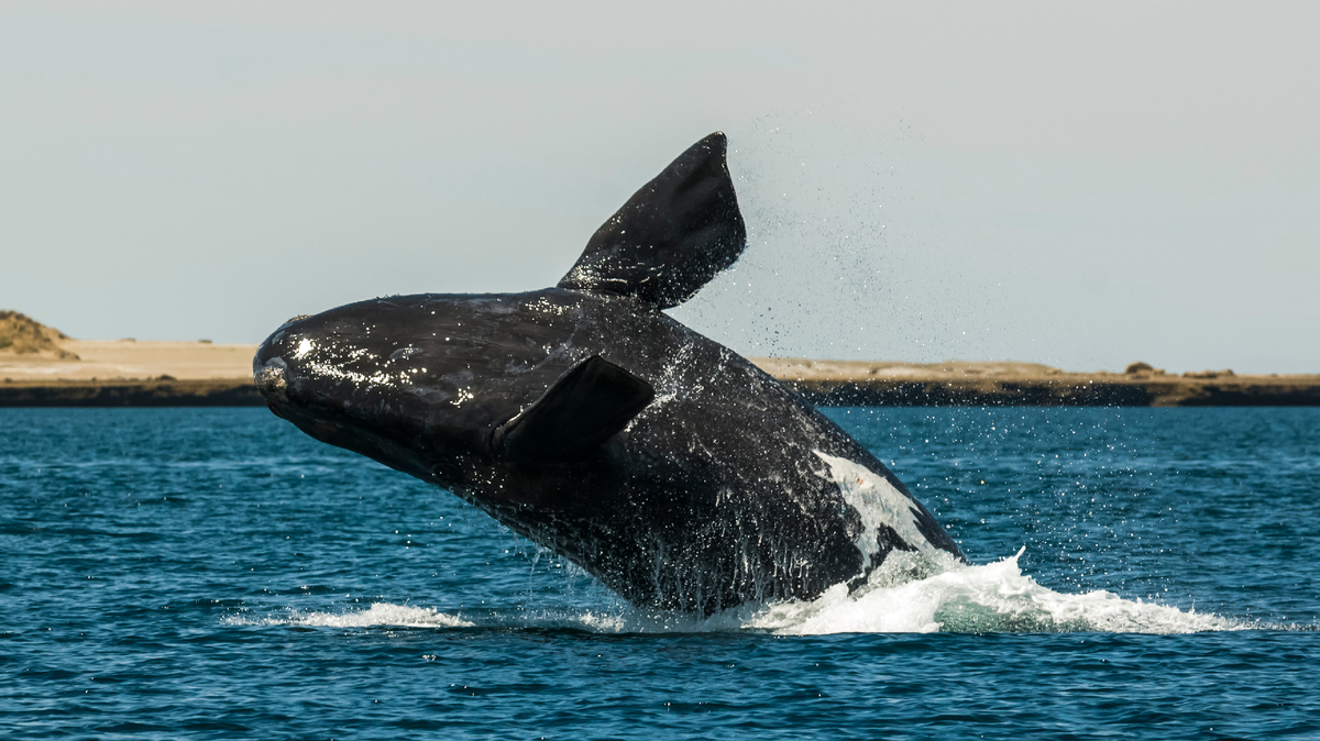 Descubrí cuánto cuesta ir a ver a las ballenas de Puerto Madryn desde Buenos Aires.