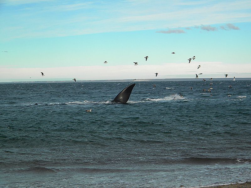 El Doradillo es un lugar perfecto para mirar a las ballenas en forma gratuita.