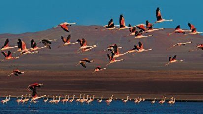 La actividad turística en Paracas durante la reciente Semana Santa se centró en la afluencia de visitantes en los establecimientos hoteleros en un 50% de aforo.