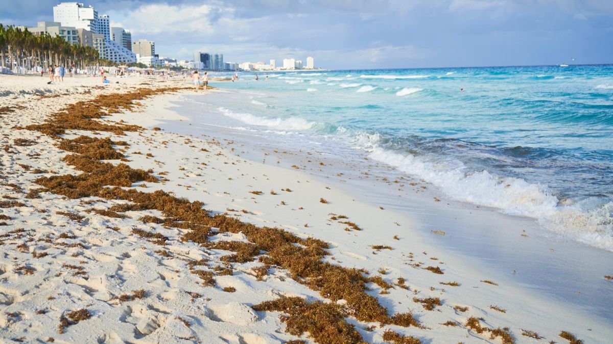 Sargazo en el Caribe: crece la crisis por su propagación y cómo afecta al turismo.&nbsp;