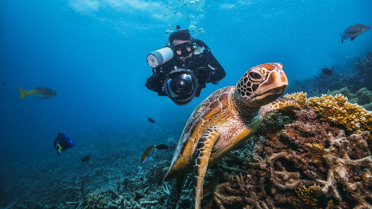 Buceo caribe&ntilde;o: explora arrecifes llenos de vida en las aguas m&aacute;s claras del Caribe.