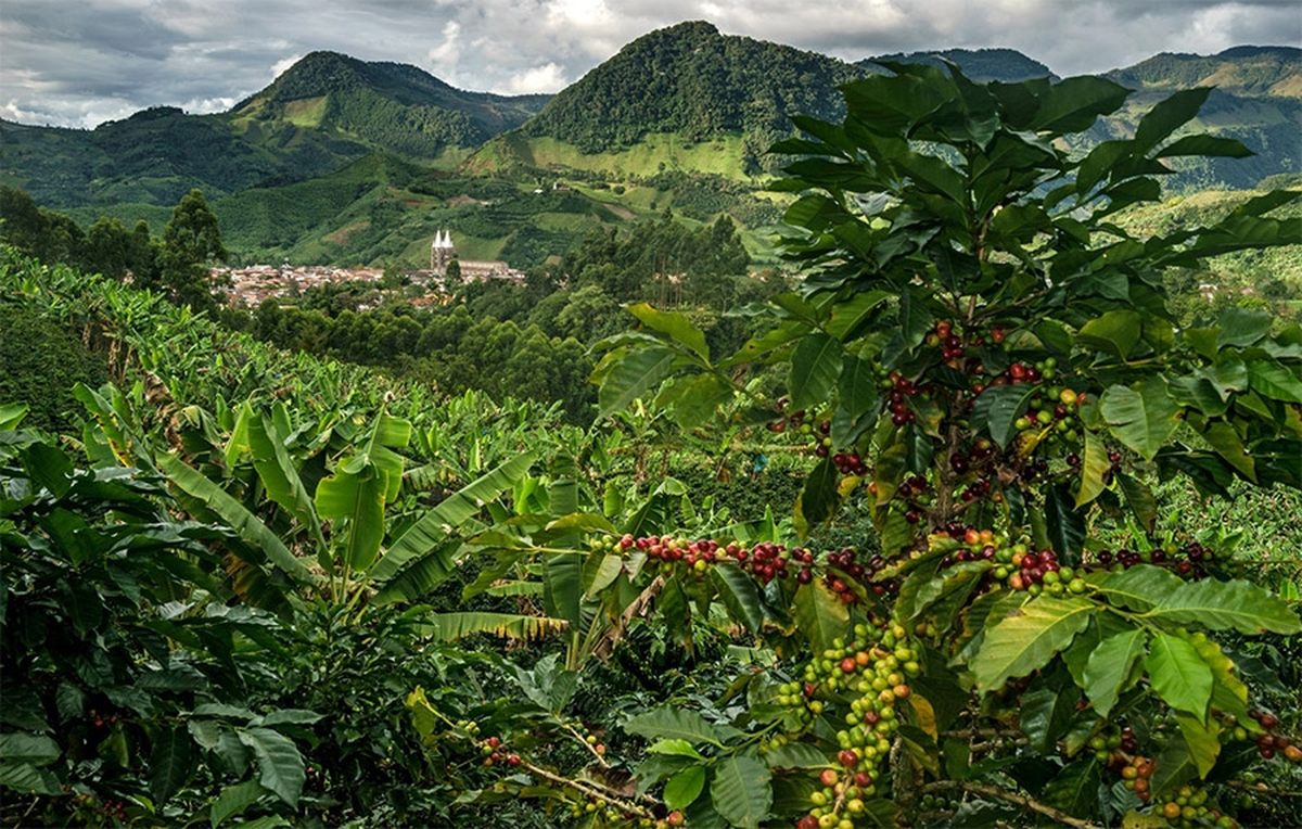 ¿Dónde se da el mejor café de Colombia