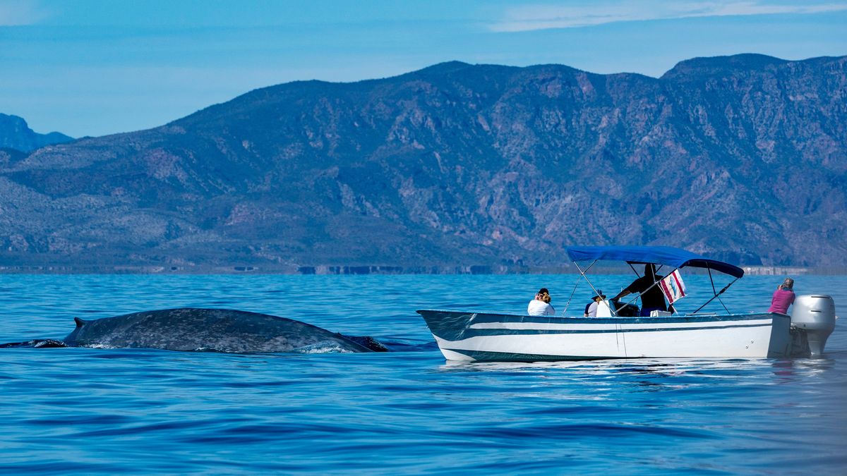 Bahía Solano: todo lo que debes saber del avistamiento de ballenas