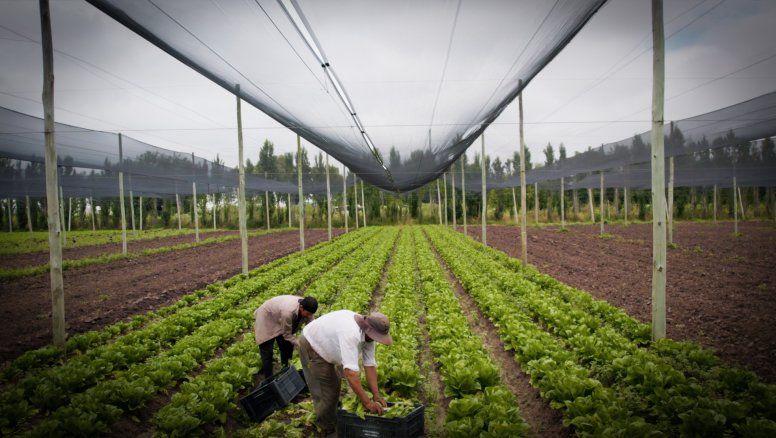Cada restaurante de McDonald’s en Argentina recibe las carnes exclusivas de Marfrig. Mientras que los vegetales provienen de productoresde San Luis y Buenos Aires.
