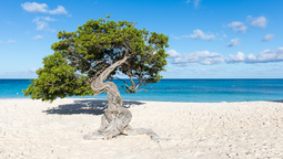 altText(Aruba: Eagle Beach, la mejor playa según Tripadvisor)}