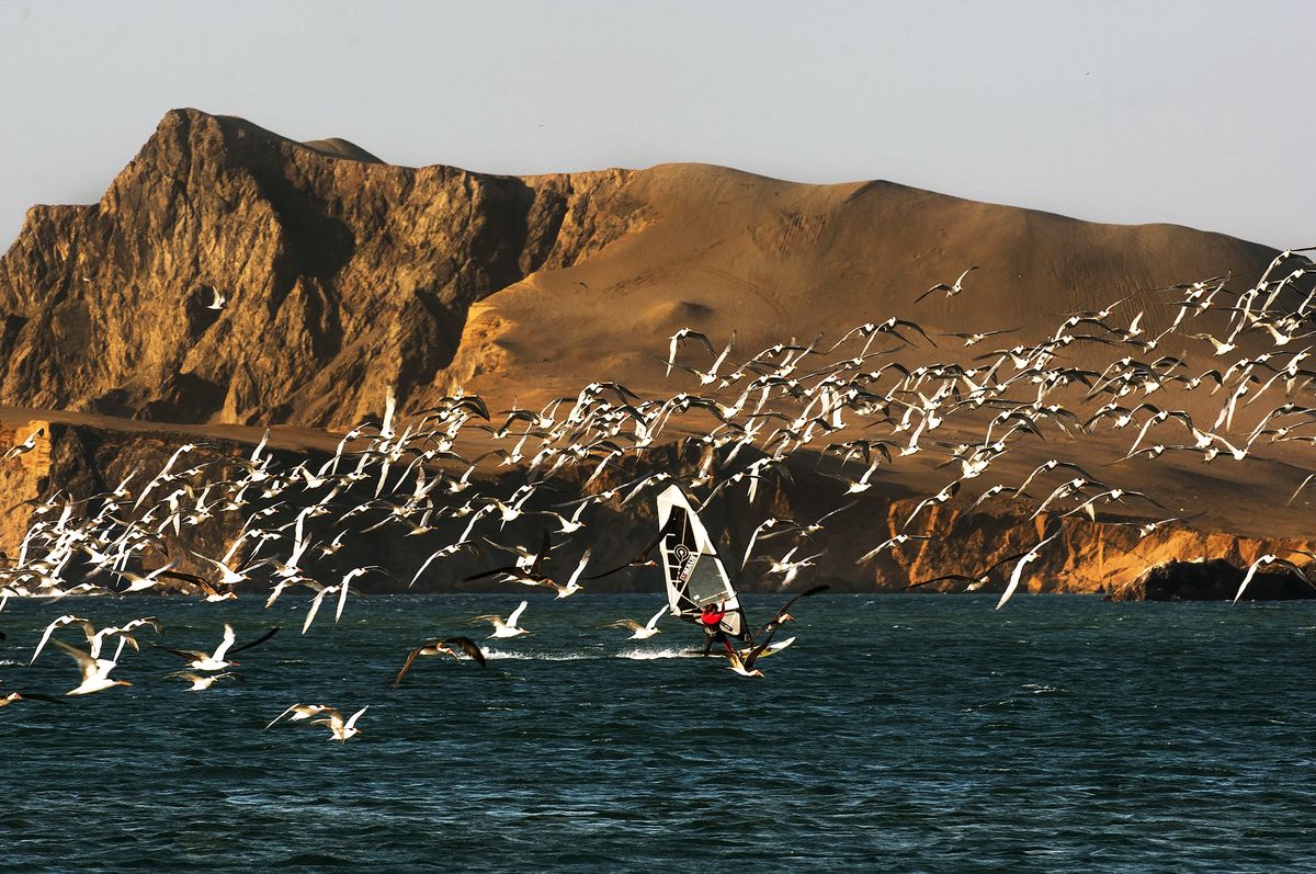Ya se pueden adquirir de manera rápida y segura los boletos de ingreso a la Reserva Nacional de Paracas con el nuevo módulo de venta de boletos online implementado por Sernanp. - Ladevi Medios y Soluciones Ya se pueden adquirir de manera rápida y segura los boletos de ingreso a la Reserva Nacional de Paracas con el nuevo módulo de venta de boletos online implementado por Sernanp.