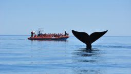 Avistaje de ballenas, una de las actividades estrella de Chubut