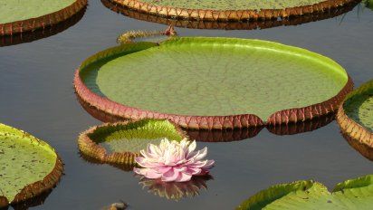 Corrientes sumó 40 mil hectáreas al Parque Provincial Iberá 