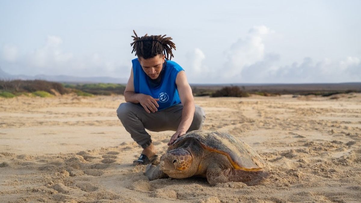 Liberaci&oacute;n de Tortugas en Cabo Verde con el apoyo de RIU.