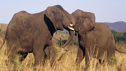 África: conoce el pequeño reino ideal para realizar safaris