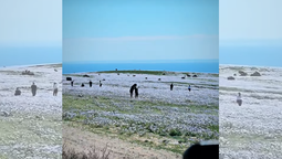 Turistas captados pisando flores del Desierto Florido.&nbsp;