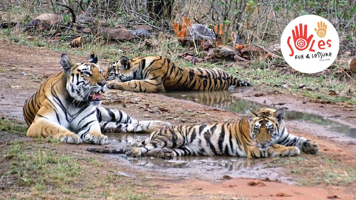 Uno de los diferenciales de la salida de Soles Fun & Leisure a India y Nepal es la visita a parques nacionales.
