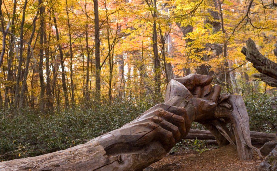 El Bosque Tallado en El Bolsón es uno de los sitios más sorprendentes que todos deberían conocer durante sus vacaciones de verano.&nbsp;