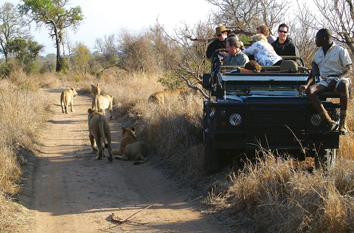Sudáfrica: un safari es una experiencia inolvidable para los amantes de la naturaleza.