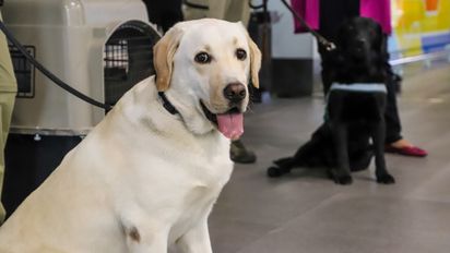 Aeropuerto de Santiago anota récord de viajes con mascotas en 2025