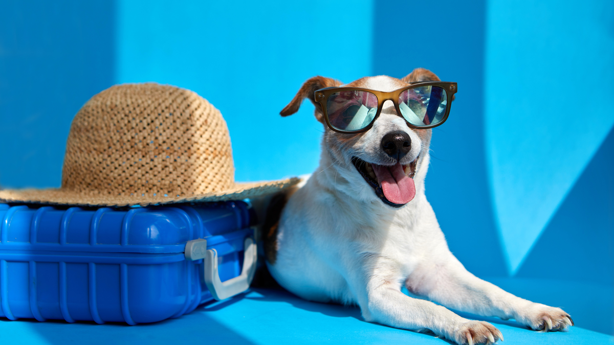 Vacaciones con mascotas: ahora también estará permitido llevarlas en trenes y micros de larga distancia.&nbsp;