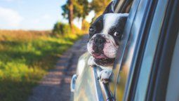 Vacaciones: Entre Ríos se declaró la primera provincia pet friendly de Argentina.&nbsp;