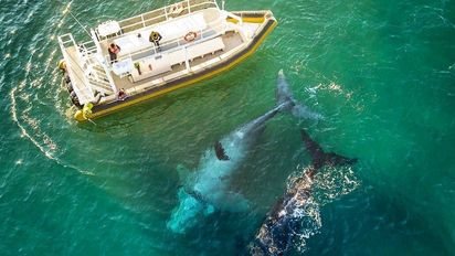 Chubut: 5 maneras imperdibles de ver ballenas en Puerto Madryn