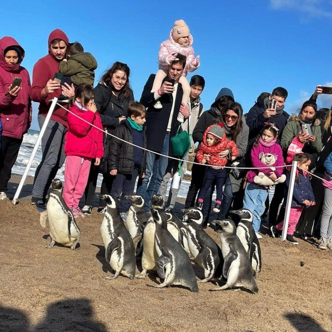 Pingüinos en el Aquarium de Mar del Plata, uno de los mejores planes para los niños en vacaciones de invierno.