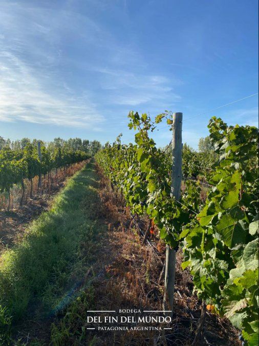 Bodega Del Fin del Mundo es una de las cinco bodegas participantes de la Vendimia Neuquina.