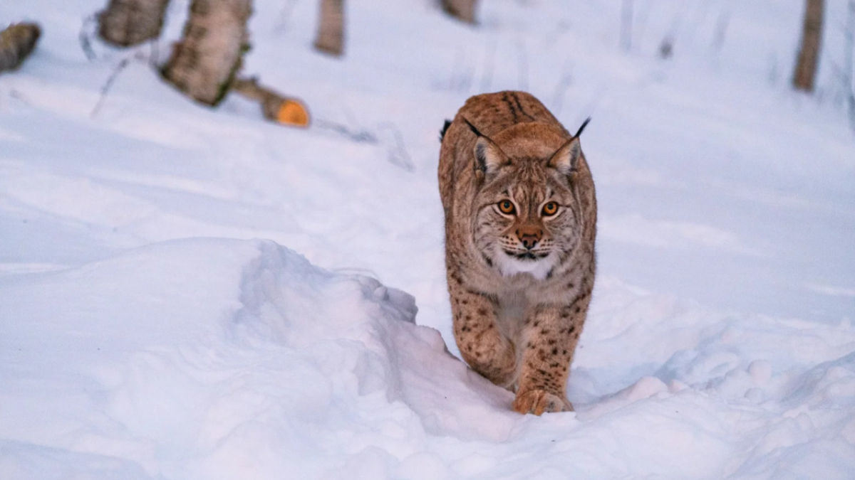 Polar Park se localiza en Noruega y está rodeado de naturaleza.