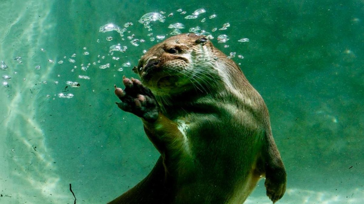 Visita los Zoológicos de Ciudad de México