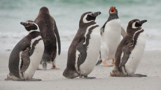 Trelew: te mostramos cuáles son las mejores fechas para visitar a los pingüinos de Magallanes.