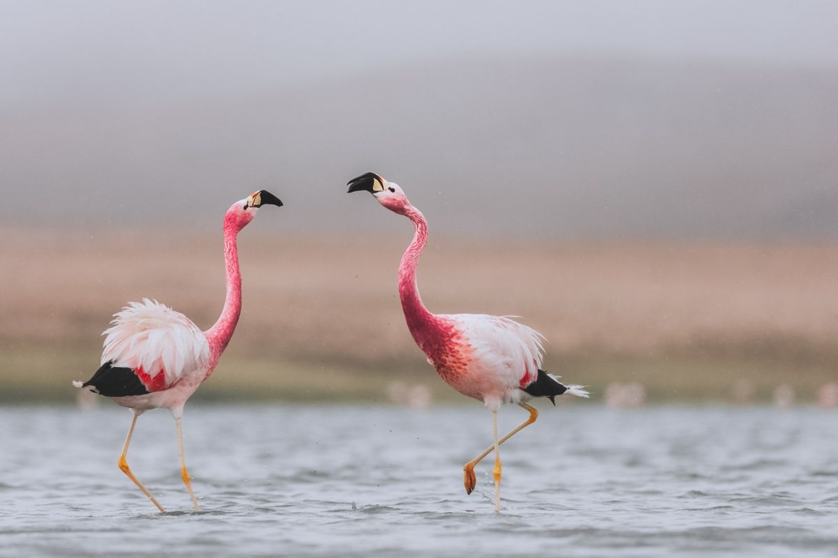 Argentina: la Reserva Provincial Laguna Blanca de Catamarca y el Monumento Natural Laguna de los Pozuelos de Jujuy tienen infinitos espejos de agua repletos de flamencos y aves.