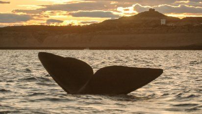 Chubut: cuánto cuesta ir a ver las ballenas en Península Valdés