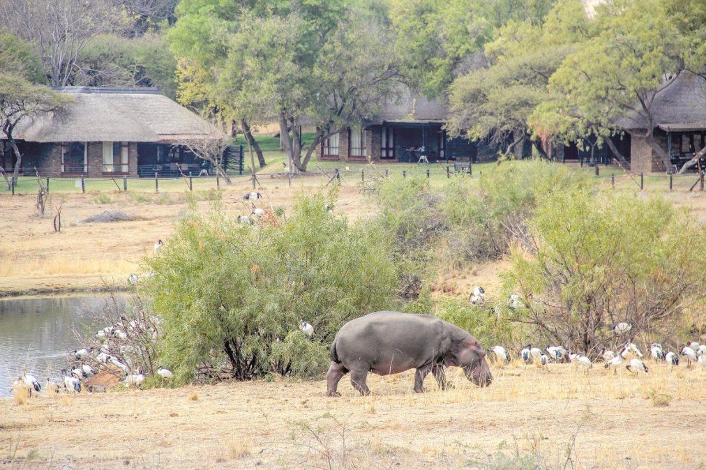 Los hipopotamos son grandes atractivos mientras se pasea a pie o en una camioneta.