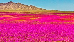 Se adelantó el Desierto Florido en Atacama en este 2024