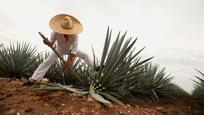 Durante las Fiestas Patrias, no te pierdas estas actividades en el Pueblo Mágico de Tequila, Jalisco. Durante las Fiestas Patrias, no te pierdas estas actividades en el Pueblo Mágico de Tequila, Jalisco.