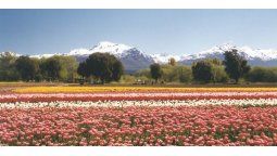 altText(¿Por qué puede visitarse el campo de tulipanes de la Patagonia solo en octubre?)}