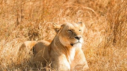 Una viaje épico por África entre safaris y playas paradisíacas