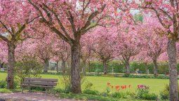 Desde Aswan Tours sostienen que este viaje es ideal para quienes buscan sumergirse en la cultura japonesa, disfrutar de su naturaleza y explorar sus contrastes.&nbsp;