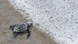 altText(Un espectáculo natural en Panamá que sorprenderá a los fanáticos de los animales)}