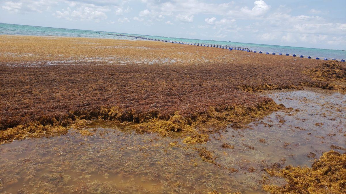 En Playa del Carmen, uno de los destinos más fuertes del Caribe mexicano, la presencia de sargazo ya es alta.
