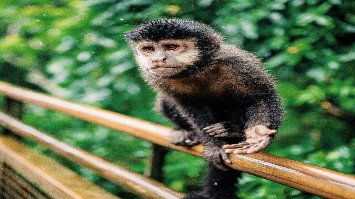 En Iguazú hay una gran variedad de fauna y flora para descubrir en vacaciones de invierno.