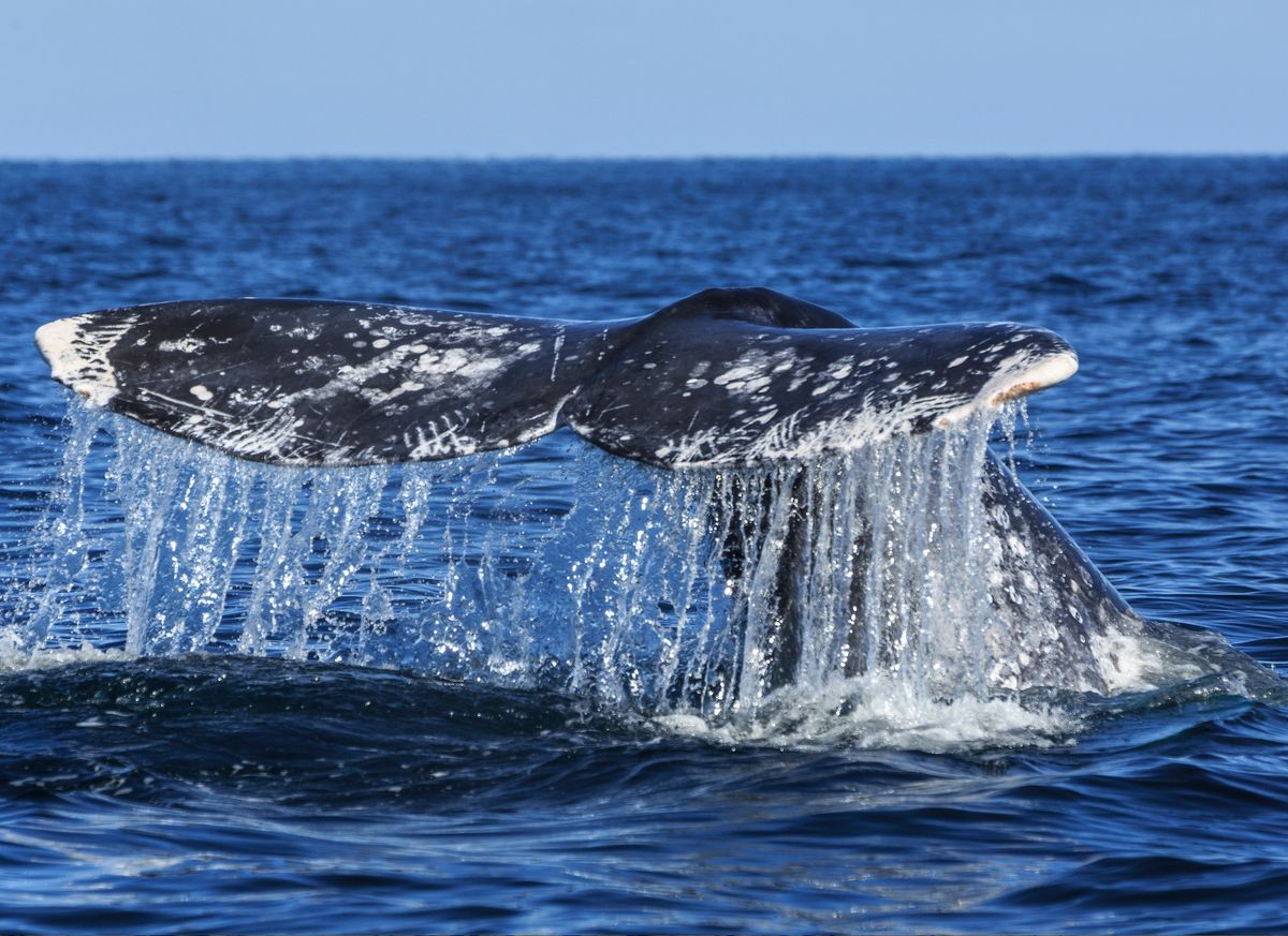 Ballenas en Los Cabos