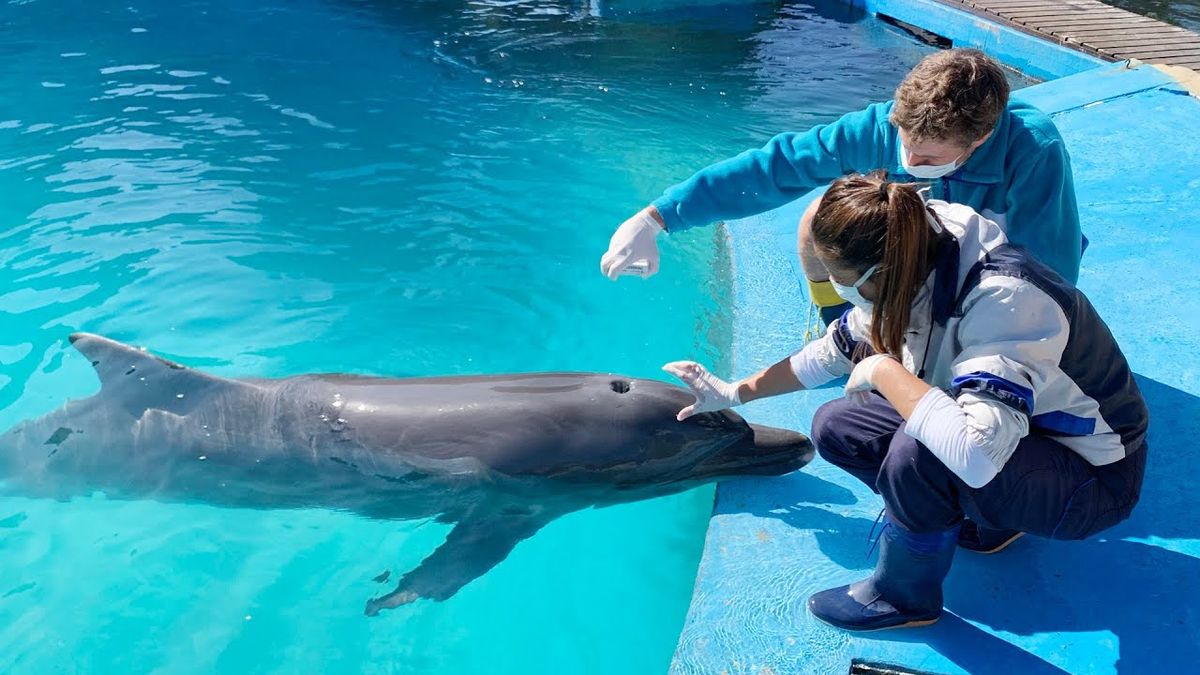 Mundo Marino sorprende al pasajero con distintas atracciones y shows.